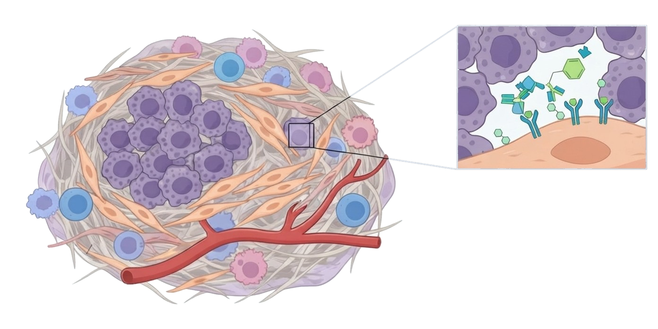 Tümör mikroçevresi: kanser hücreleri, fibroblastlar, bağışıklık hücreleri, kan damarı ve fibroblast yüzeyindeki FAP proteinine bağlanan FAPI moleküllerini gösteren yakın plan